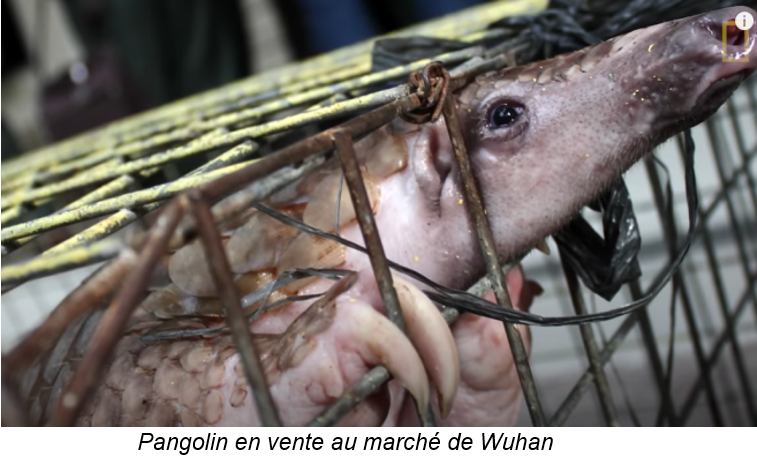 Pangolin en vente