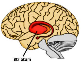striatum